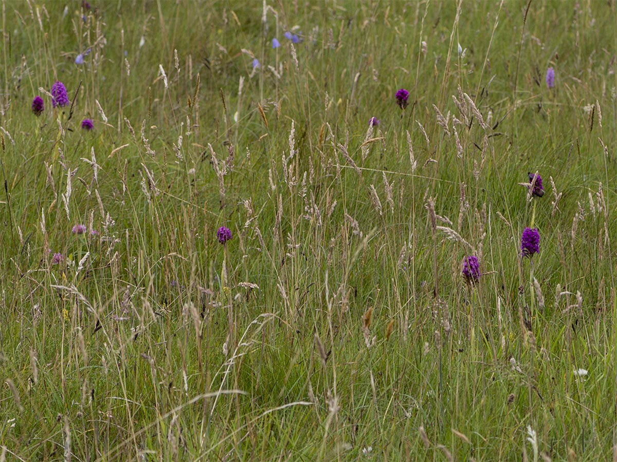 Anacamptis pyramidalis